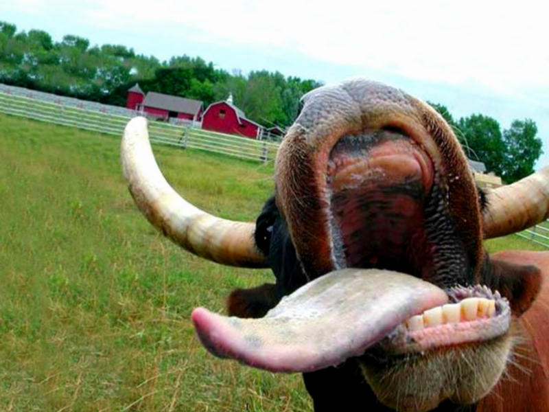 bull-sticking-out-tongue-wallpaper.jpg